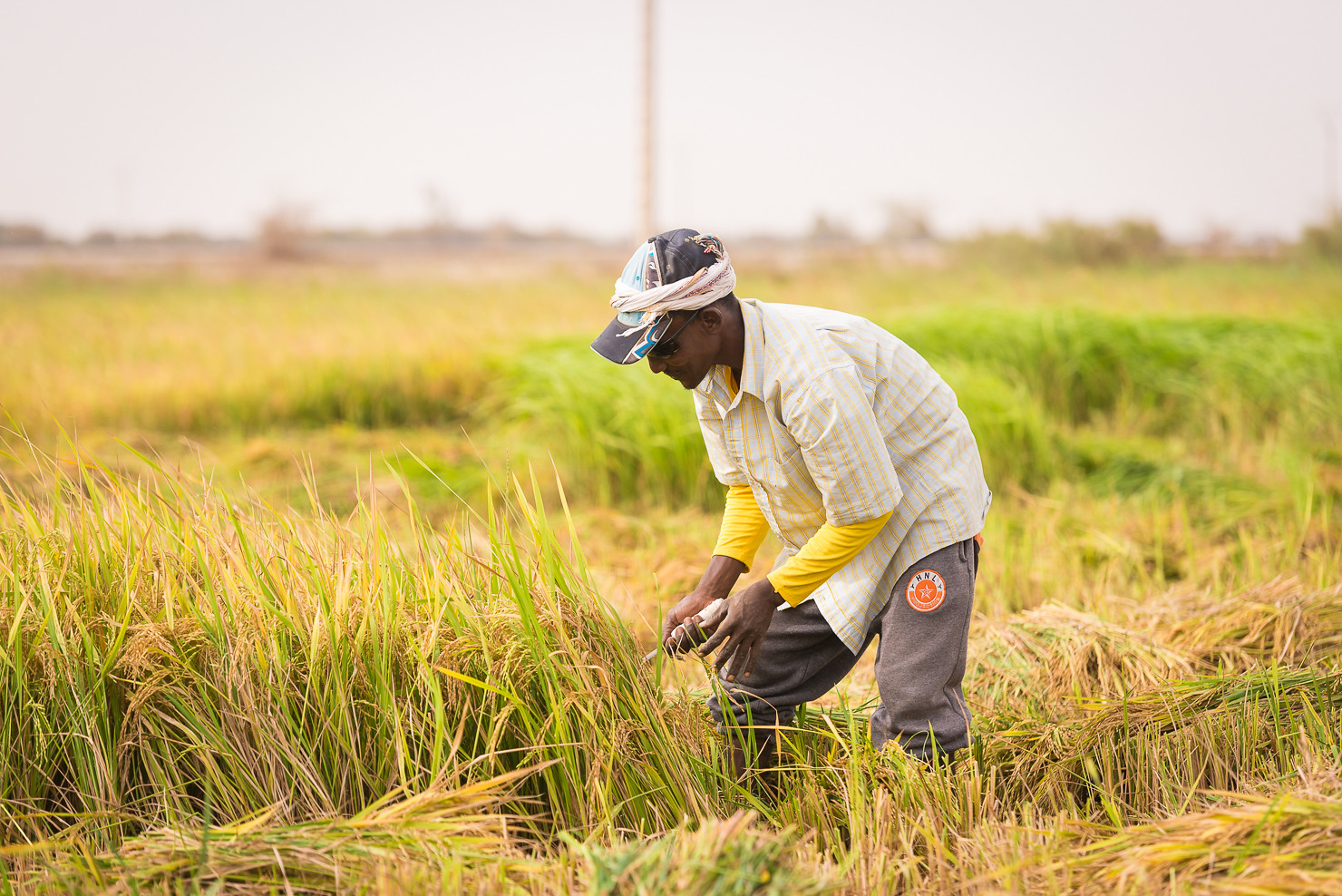Promoting West African rice: The crucial role of coherent trade ...