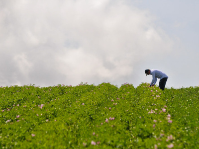 Photo-by-CIAT_International_Center_for_Tropical_Agriculture-via-flickr-e664fc17.jpg